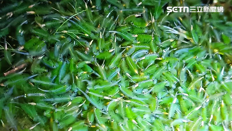 「向天蝦」大爆發　想上山追蝦要把握時間