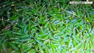 大屯山區向天池的鵠沼枝額蟲（別名向天蝦）大爆發，登山客紛紛上山朝聖，還有登山客利用向天蝦的向光性，在暗夜裡點著頭燈，只見向天蝦群聚湧來好不壯觀。(圖／記者盧素梅攝影）