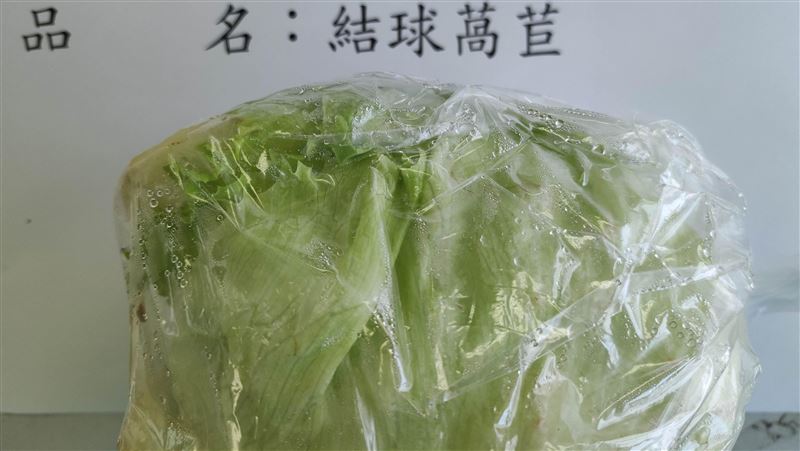 結球萵苣「芬普尼」超標！近1公噸全銷毀