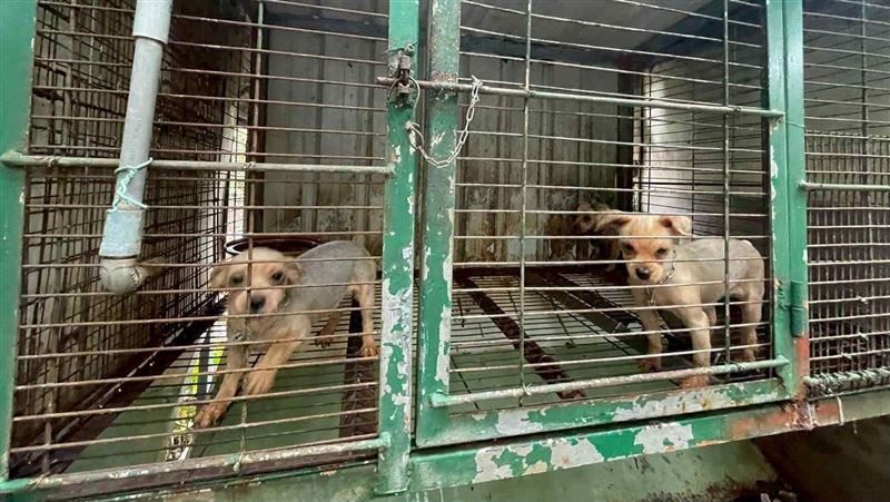 「人人犬舍」淪犬隻地獄！苗栗縣長開鍘了