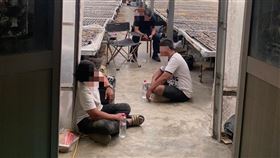 雲林,蘭花,溫室,詐團成員,詐騙集團,黑吃黑,豬仔,重傷,命危,首腦（圖／翻攝畫面）