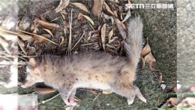 苗栗今年第5例！愛犬叼狂犬病鼬獾安樂死（圖／苗栗縣府）