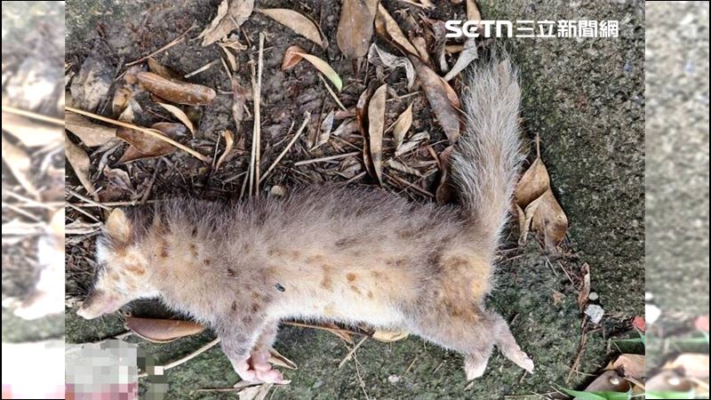 苗栗今年第5例！愛犬叼狂犬病鼬獾安樂死