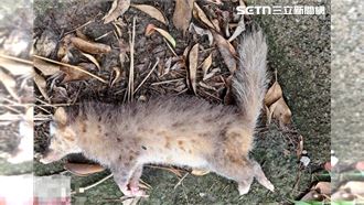 苗栗今年第5例！愛犬叼狂犬病鼬獾安樂死