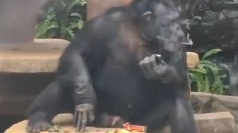 動物園猩猩當眾「吞雲吐霧」！園方揭真相