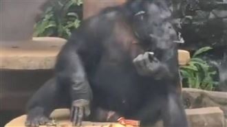 動物園猩猩當眾「吞雲吐霧」！園方揭真相
