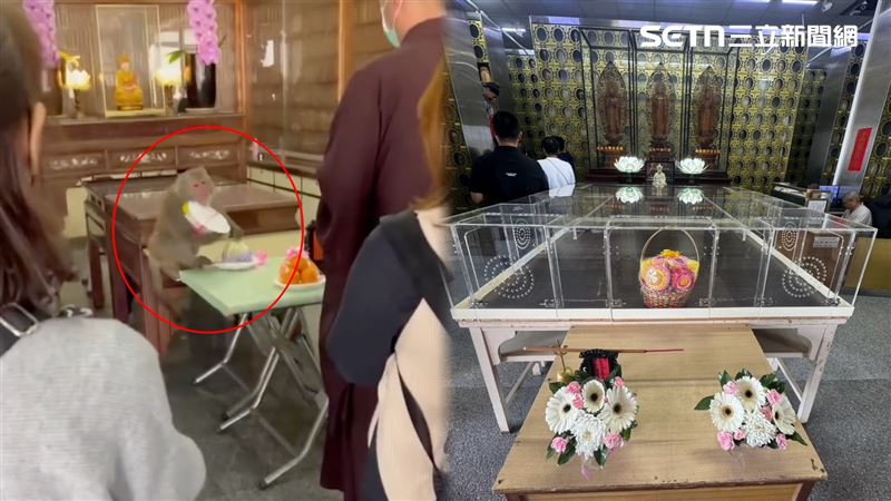 捧骨灰…猴搶祭品!廟裝罩:怕祖先沒得吃