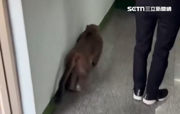 一隻獼猴貼著牆邊躡手躡腳爬到前方，輕輕蹬上供桌，咬走祭品。（圖／「陽光禮儀￼&bull;生前契約」提供）