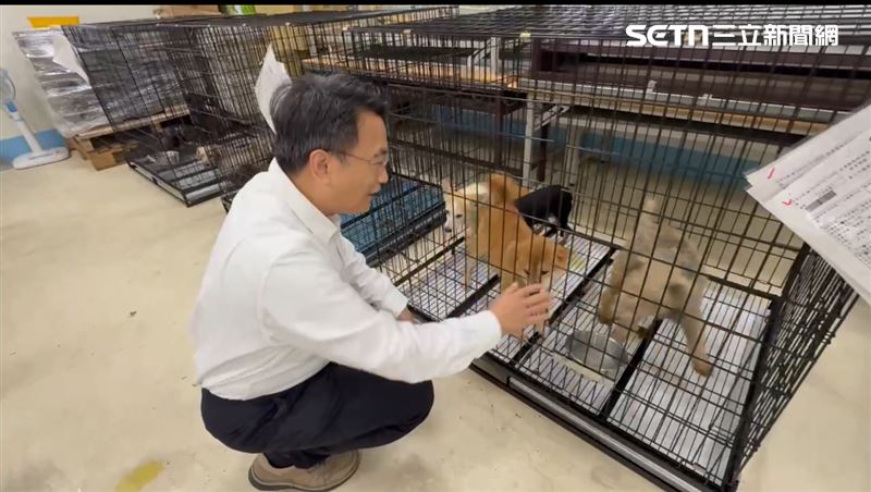 苗栗縣府宣布全數犬隻已重新接回安置，並於今（19日）下午 1 點啟動首波 20 隻品種犬認養作業，盼替毛孩找到安心歸宿。（圖／苗栗縣府提供）