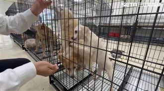 人人犬舍今20犬開放認養　鍾東錦重大宣示