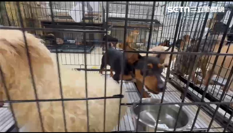 首批 20 隻品種犬今日將正式開放認養，其餘犬隻也會分梯次釋出。（圖／苗栗縣府提供）