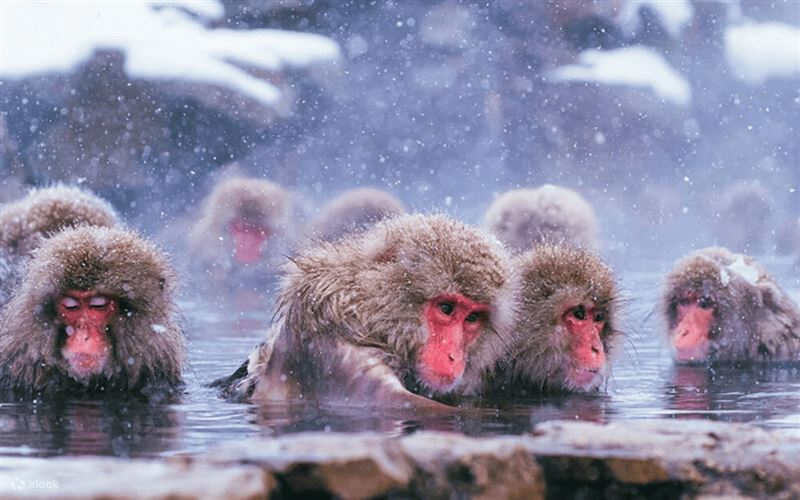 Klook推日韓冬季限時下殺　買1送1開搶