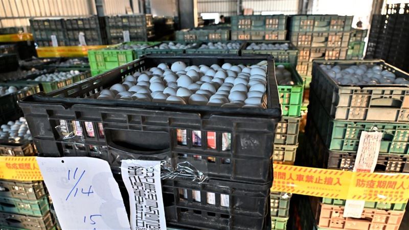 彰化4.9萬隻蛋雞仍含芬普尼⋯恐難逃死?
