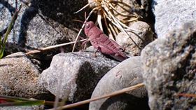 粉色蚱蜢現身紐西蘭。（圖／翻攝畫面）