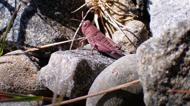 一生只有1%機率巧遇　粉色蚱蜢你看過嗎？