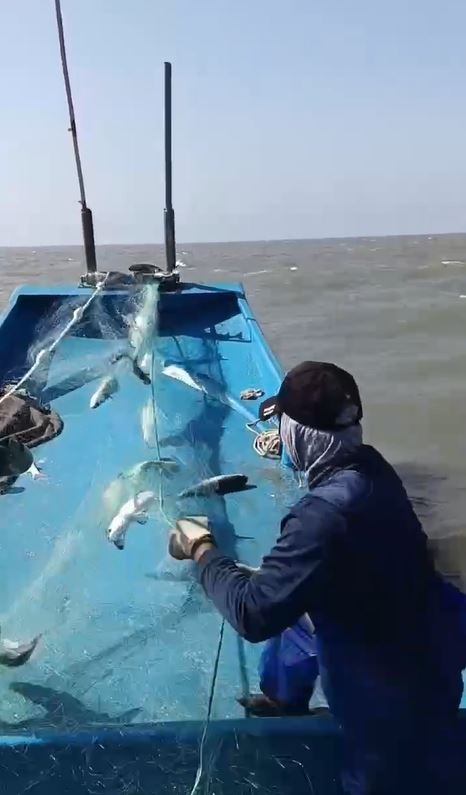 彰化漁民在立冬當天，幸運捕獲3400多尾「先頭烏」。(圖／翻攝畫面)