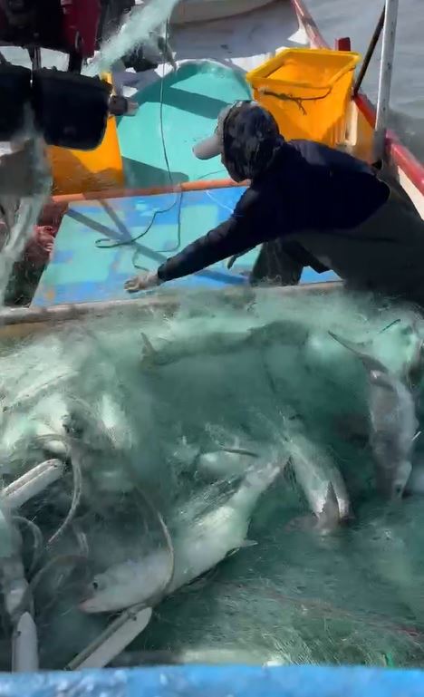 漁民12天捕獲7400多尾野生烏魚，200多萬年終獎金提早入袋。(圖／翻攝畫面)