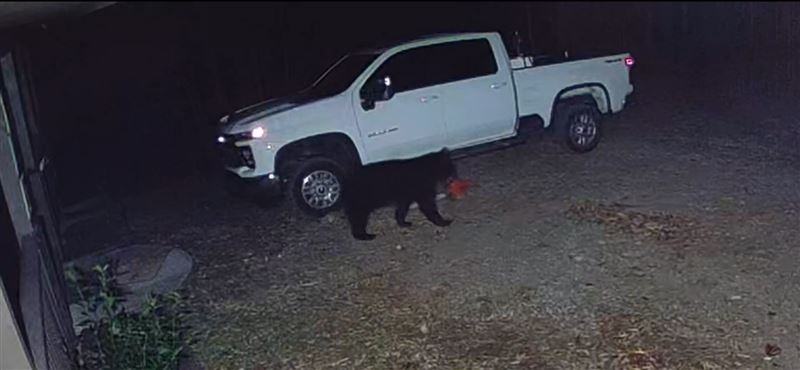 美國有巨熊在民宅外閒晃，且嘴上還叼著一把電鋸。（圖／翻攝自X平台 @BowTiedBroke）