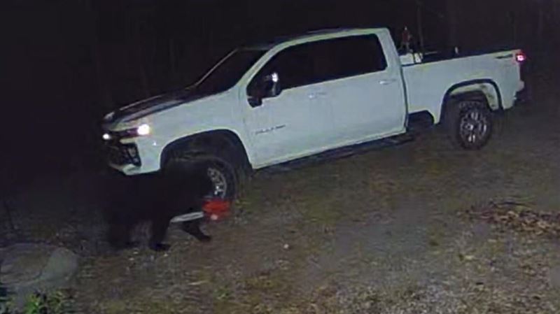 「鏈鋸熊」叼電鋸…超7百萬日網友跪求1事