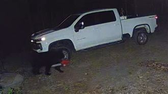 「鏈鋸熊」叼電鋸…超7百萬日網友跪求1事