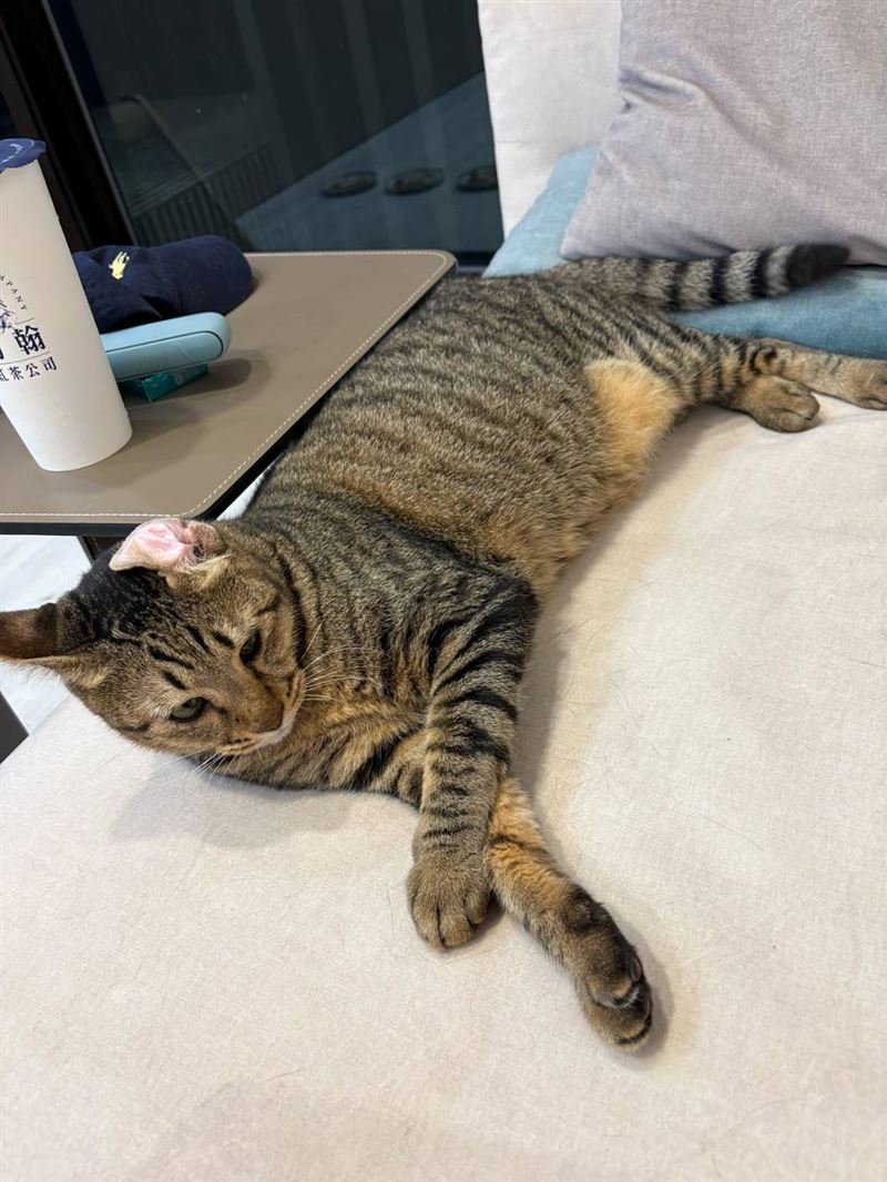 患有癲癇的貓咪「帝寶」找到新家，被民眾收養。（圖／動保處提供）