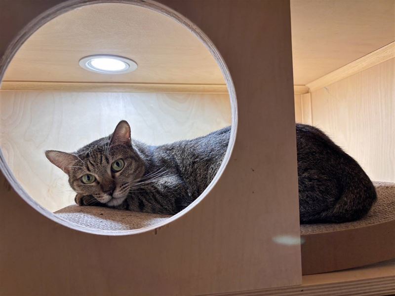 貓咪「里美」還在貓踏踏貓旅社等待被領養。（圖／動保處提供）