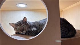 貓咪「里美」還在貓踏踏貓旅社等待被領養。（圖／動保處提供）