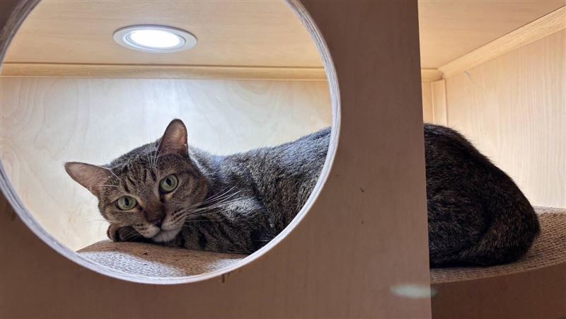 322隻毛孩找到家！癲癇貓暖心認養故事曝