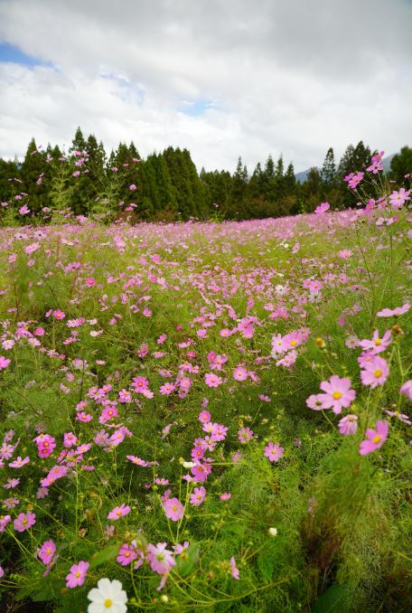 一名年薪千萬的保險總監，到福壽山農場賞花不慎摔落步道造成骨折，獲國賠362萬。(圖／翻攝自福壽山農場臉書)
