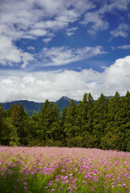 法官認為，福壽山農場波斯菊花海步道未標示完善、管理有欠缺之處，須負擔國賠362萬。(圖／翻攝自福壽山農場臉書)