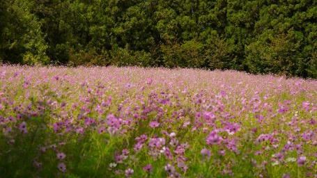 賞花摔落邊坡！年薪千萬總監獲國賠362萬