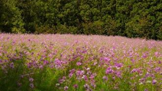 賞花摔落邊坡！年薪千萬總監獲國賠362萬