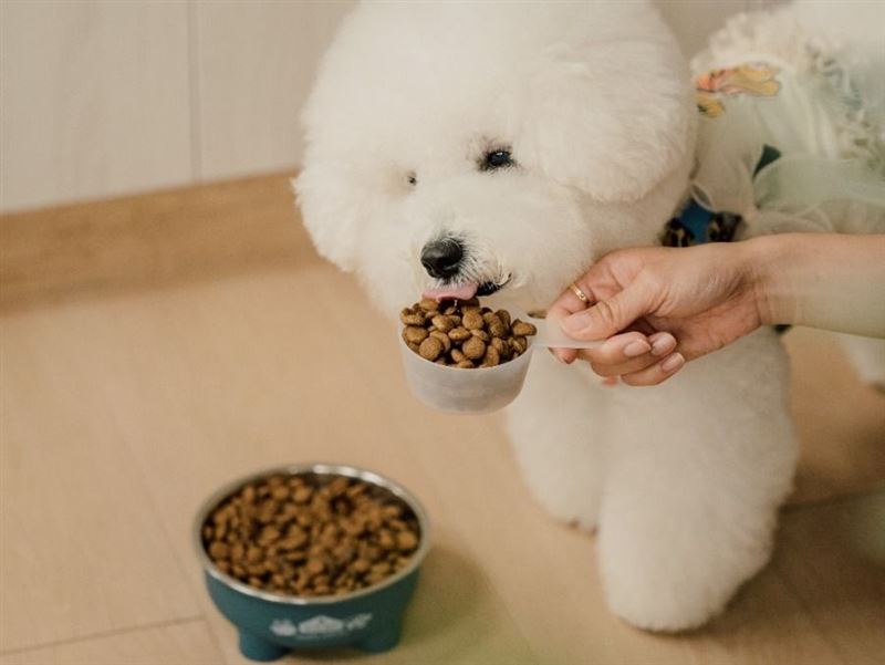 餵食不再憑感覺！透過倍力精準測量飼料勺，搭配「餵食計算機」，為毛寶貝量身控管每日所需卡路里。（圖／品牌業者提供）
