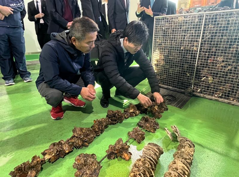日本產量第一的廣島養殖牡蠣出現大量死亡，日本農林水產大臣鈴木憲和(圖右)前往視察，直言產業受災狀況相當嚴峻。（圖／翻攝自X平台 @鈴木憲和）