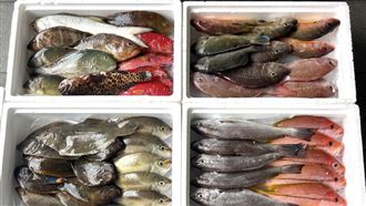 中國禁日本水產！恐引印度貨　陸網：別來