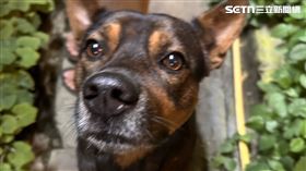 嘉義,嘉義縣,竹崎鄉,內埔村,婦人,犬隻,浪犬,長期,家畜,疾病,人員,動物,狗,流浪動物,浪浪,動保法,犬,飼養（圖／記者陳弘逸攝影）