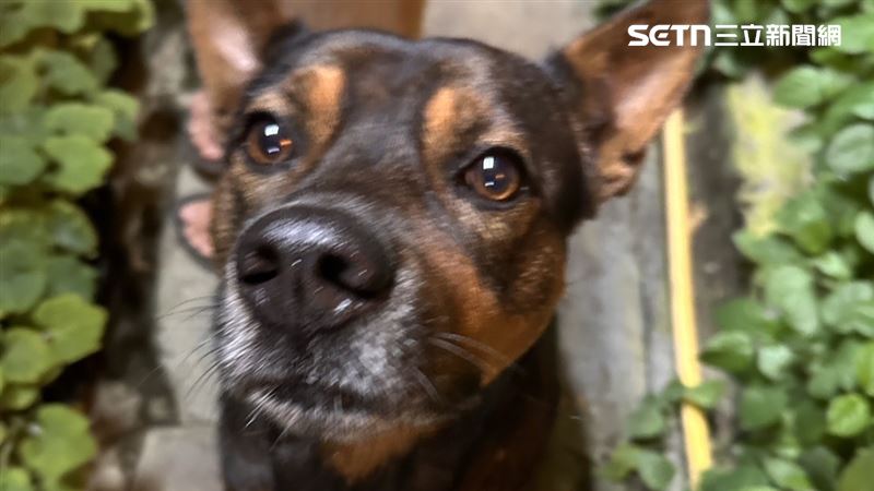 她餵狗聽「觀音指示」吞8.6萬罰單、觸1罪