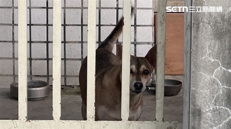 嘉義縣竹崎鄉的吳姓愛媽長期餵養遊蕩犬，讓鄉內成為浪犬活動熱點，還釀成追車、咬人的事故。（示意圖／記者陳弘逸攝影）