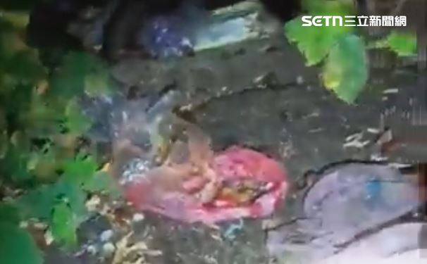 民眾拍下愛媽將廚餘棄置餵食流浪狗，臭不可聞。（圖／翻攝畫面）