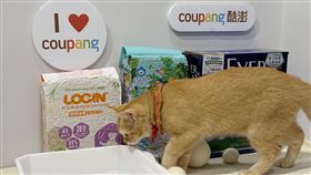酷澎寵物展主打高人氣貓砂「箱購五折起」並搭配「火箭速配」免搬直送到府，讓飼主補貨更輕鬆。（圖／業者提供）