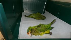 男子過海關下體「異常巨大」被攔住，經檢查發現內褲裡藏了2隻瀕危鸚鵡。（圖／翻攝自美國聯邦檢察官辦公室）