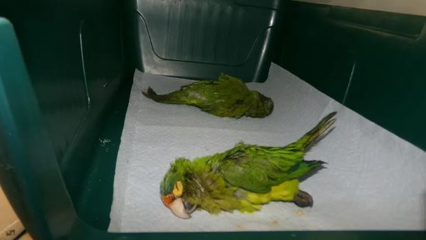 男子過海關下體一大包　內褲竟塞2隻鸚鵡