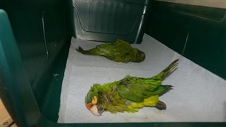 男子過海關下體一大包　內褲竟塞2隻鸚鵡