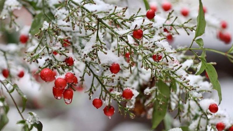 今迎小雪4生肖小心病痛！養生禁忌一次看
