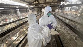 王惠美,芬普尼,彰化,雞蛋,檢驗