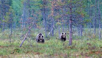 加國出現灰熊襲擊　師用「訪熊噴霧」力抗