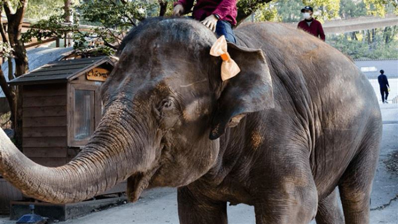 日本馴象師遭「踩死」 頭部骨折送醫不治