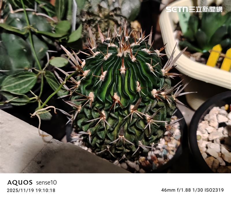 夜拍仙人掌-千波萬波