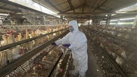 彰化啟動芬普尼監測　首梯次15場蛋雞場未檢出彰化縣政府針對全縣蛋雞場監測芬普尼，首梯次15場高風險蛋雞場抽檢結果都未檢出。（彰化縣政府提供）中央社記者吳哲豪傳真　114年11月22日