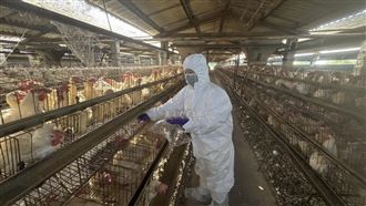 芬普尼毒蛋！彰化首波大抽檢結果出爐